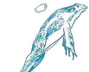 pearlthefrog.jpeg