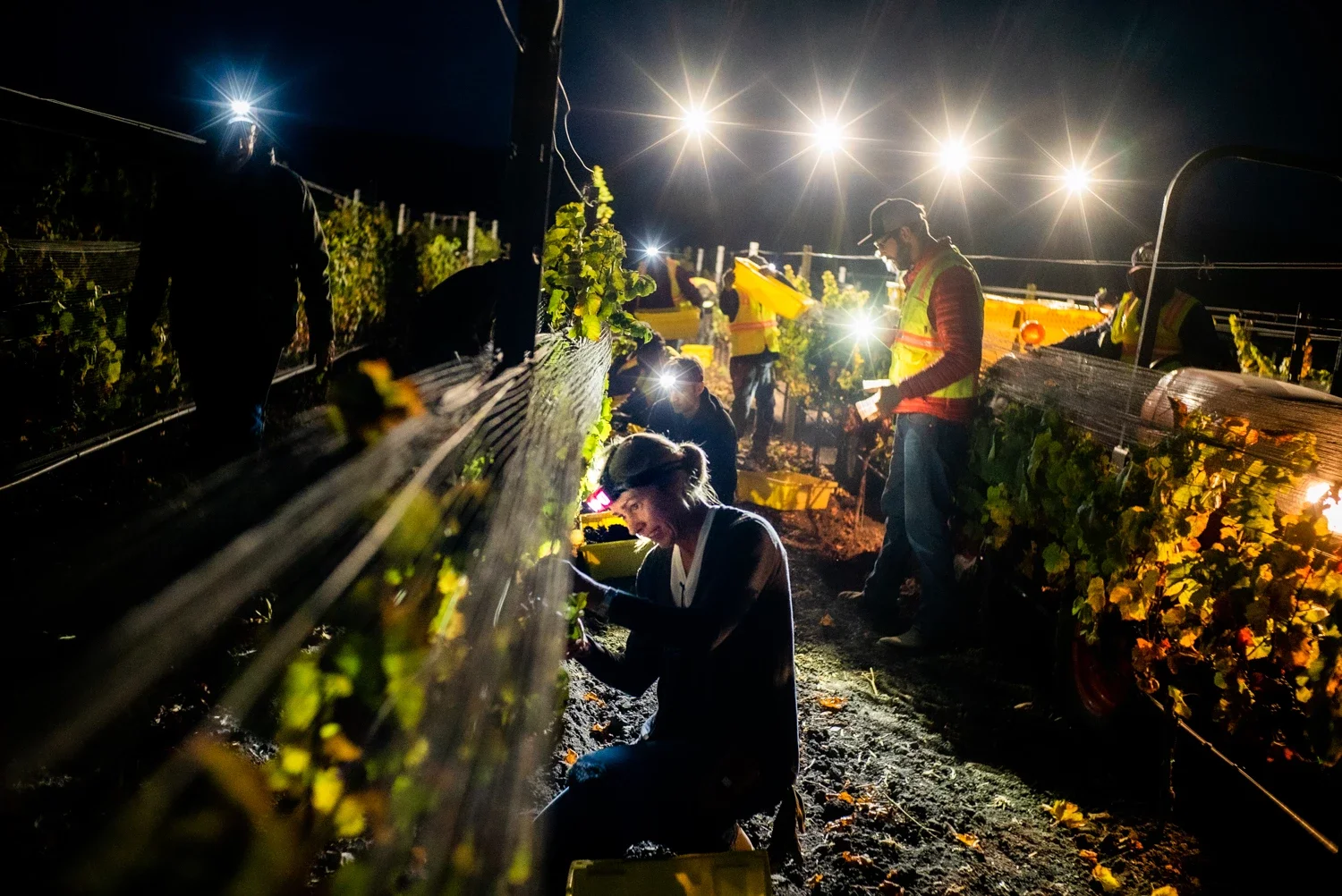Cindy the co-owner of wenzlau vineyard picking grapes during the first harvest for their rose line of wines in the early morning as the fruit picking crew are doing their work in the early morning