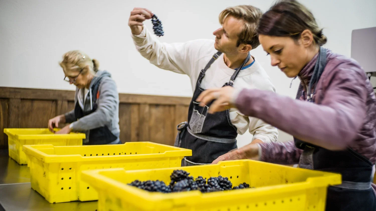 three people inspecting grapes from yellow bins