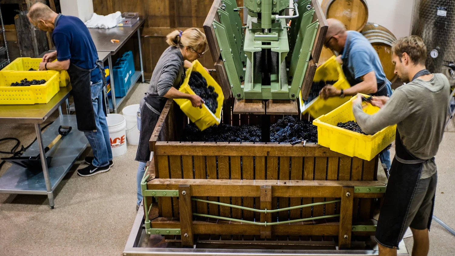 three people surrounging an old french grape press while pouring grapes from yellow bins. behind them one person is on the table inspecting grapes.
