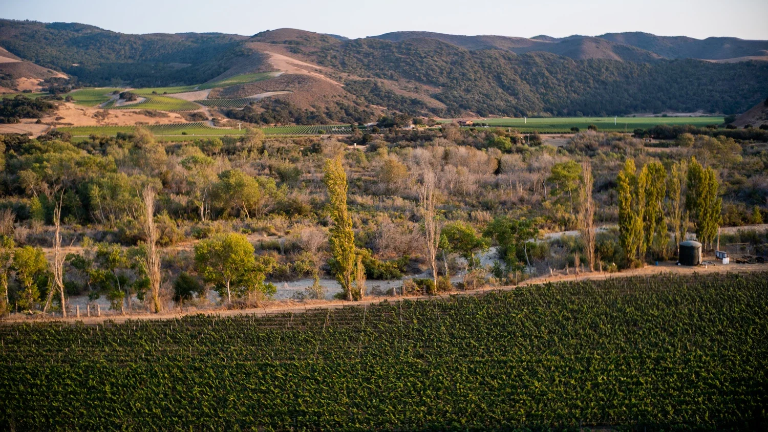 Wenzlau Vineyard landscape by the Santa Rita hills