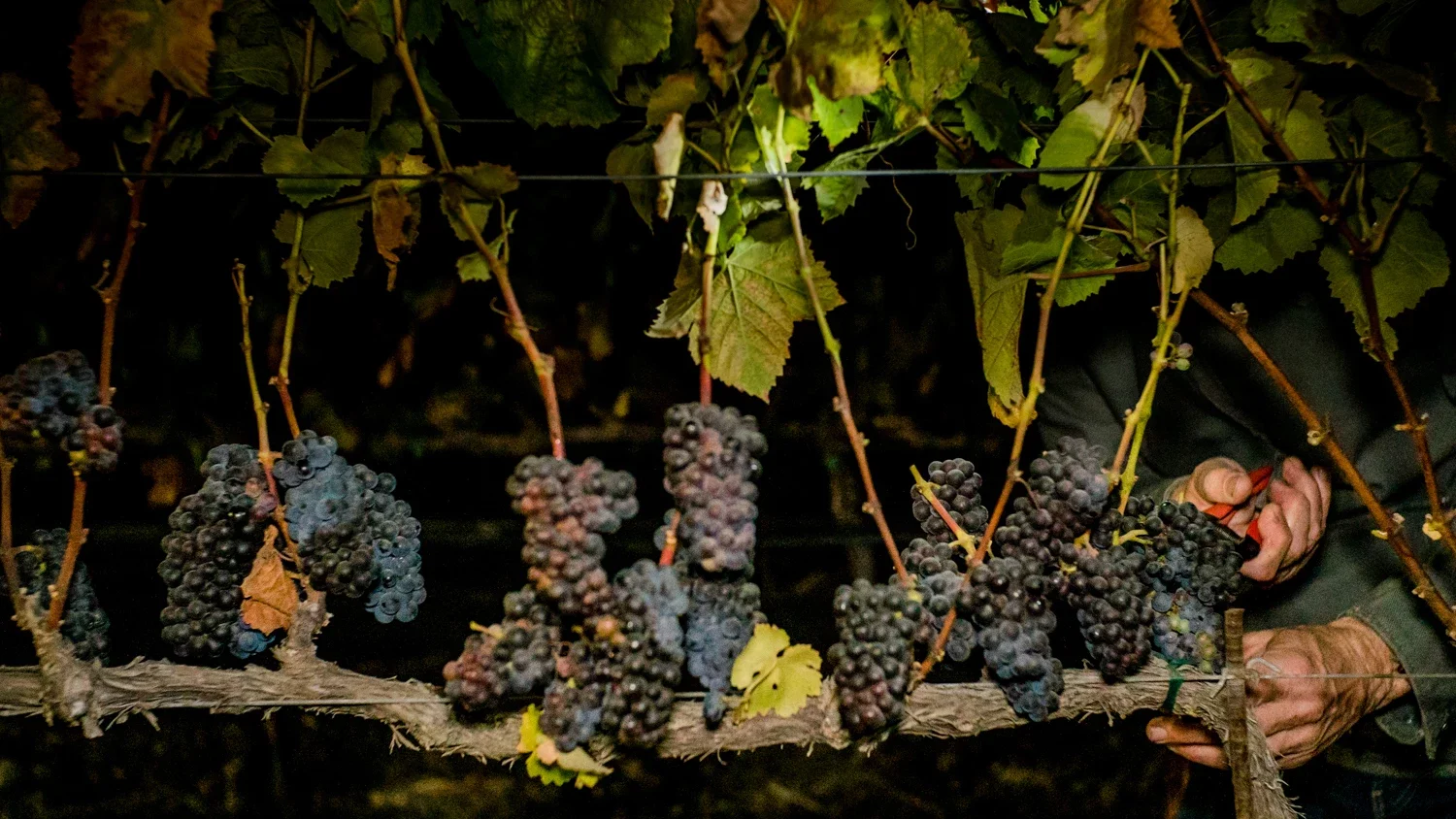 A row of ripe grapes on the vine and a pair of hands on the right cutting them at harvest