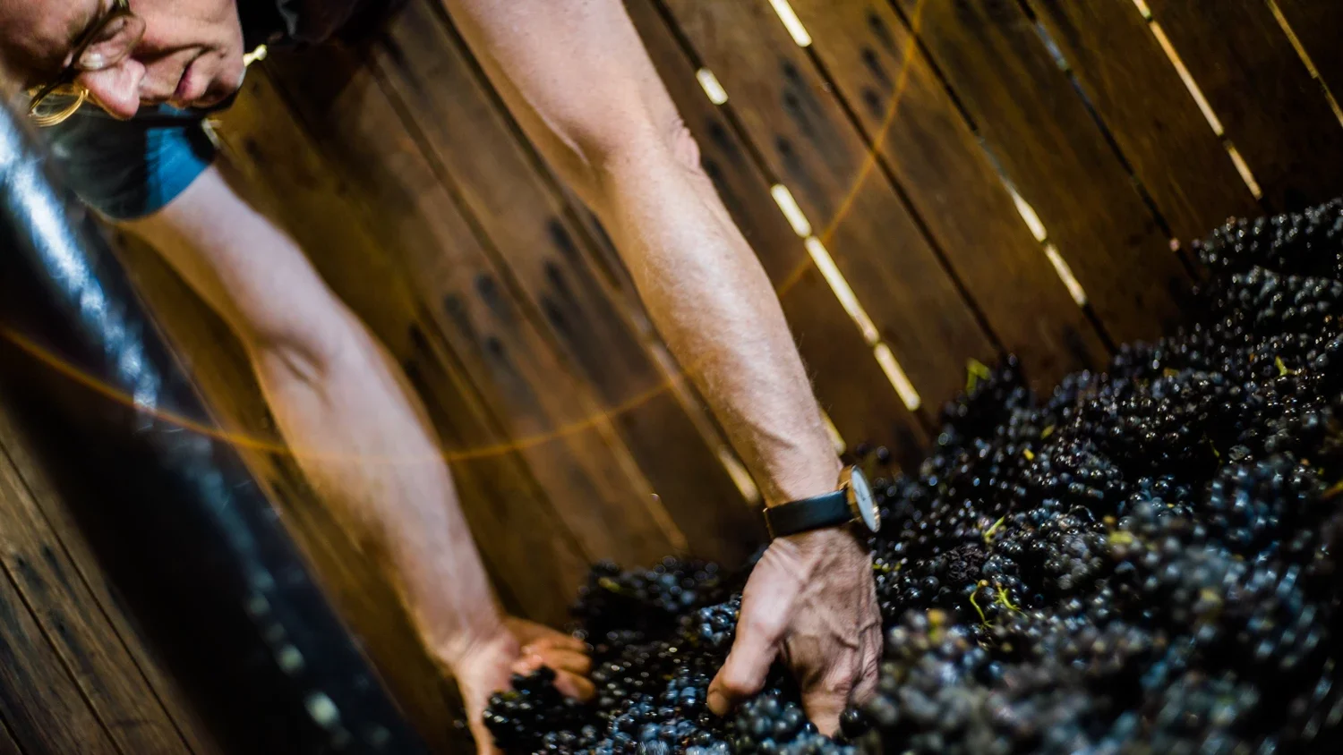 A man reaches into the french grape press to retrieve some grapes