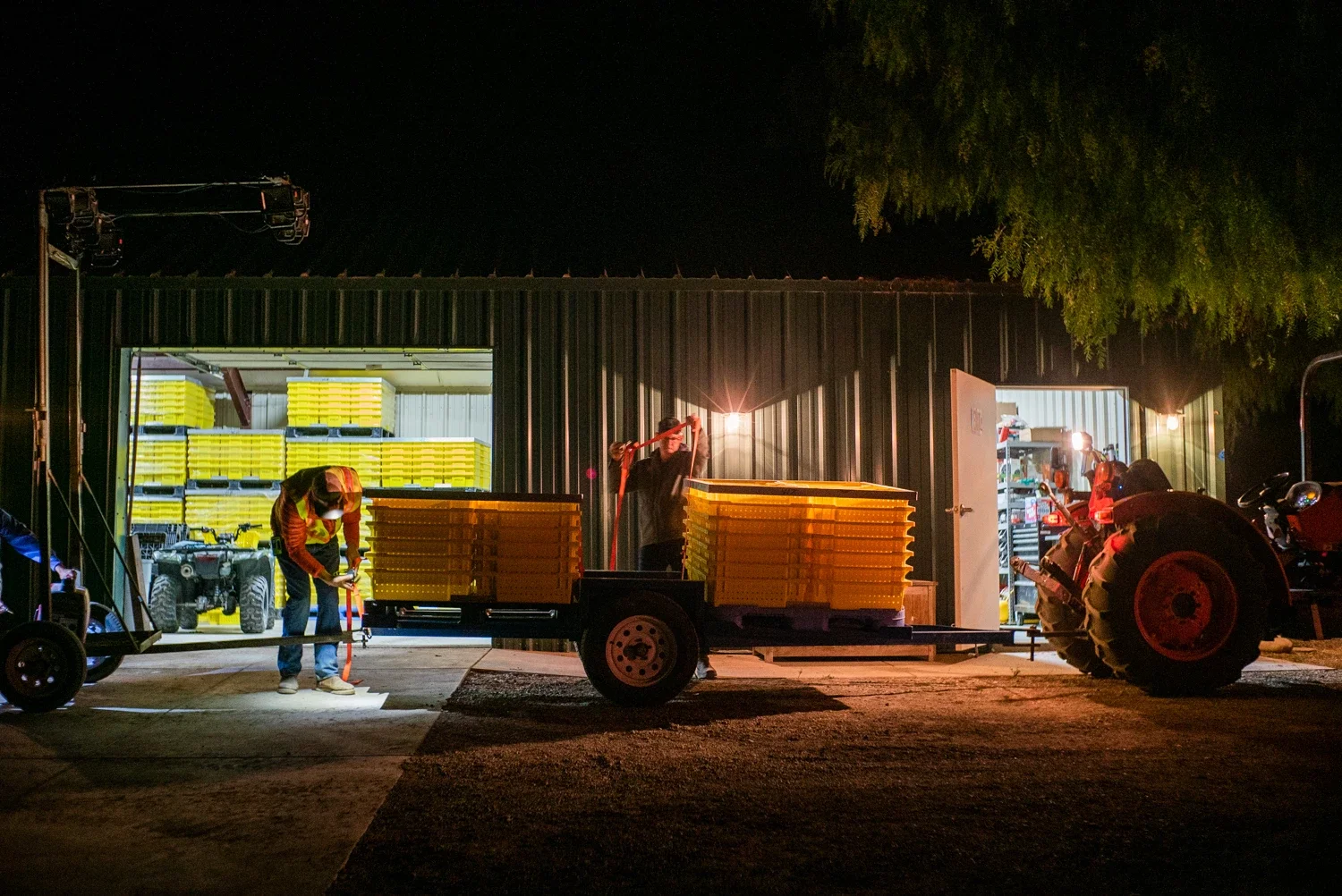 Bill Wenzlau applying lanyard to the grape bins on a cart that is attached to a tractor in front of the storage building in the early morning before the harvest at Wenzlau vineyard