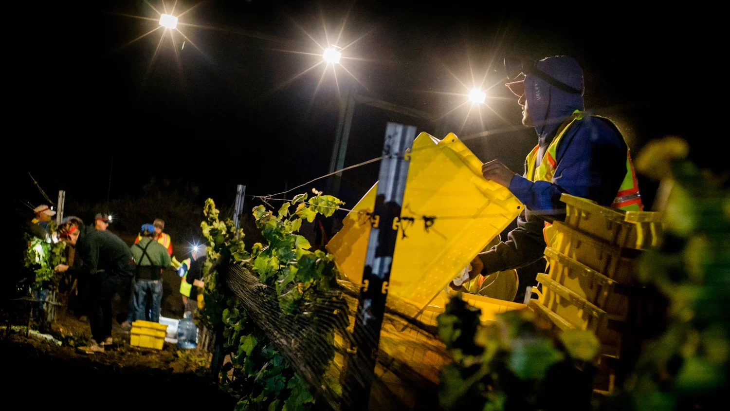 a man arranging the fruit bins on the side of the grape vines while on the other side the crew is beginning to start harvesting grapes in the dark early morning