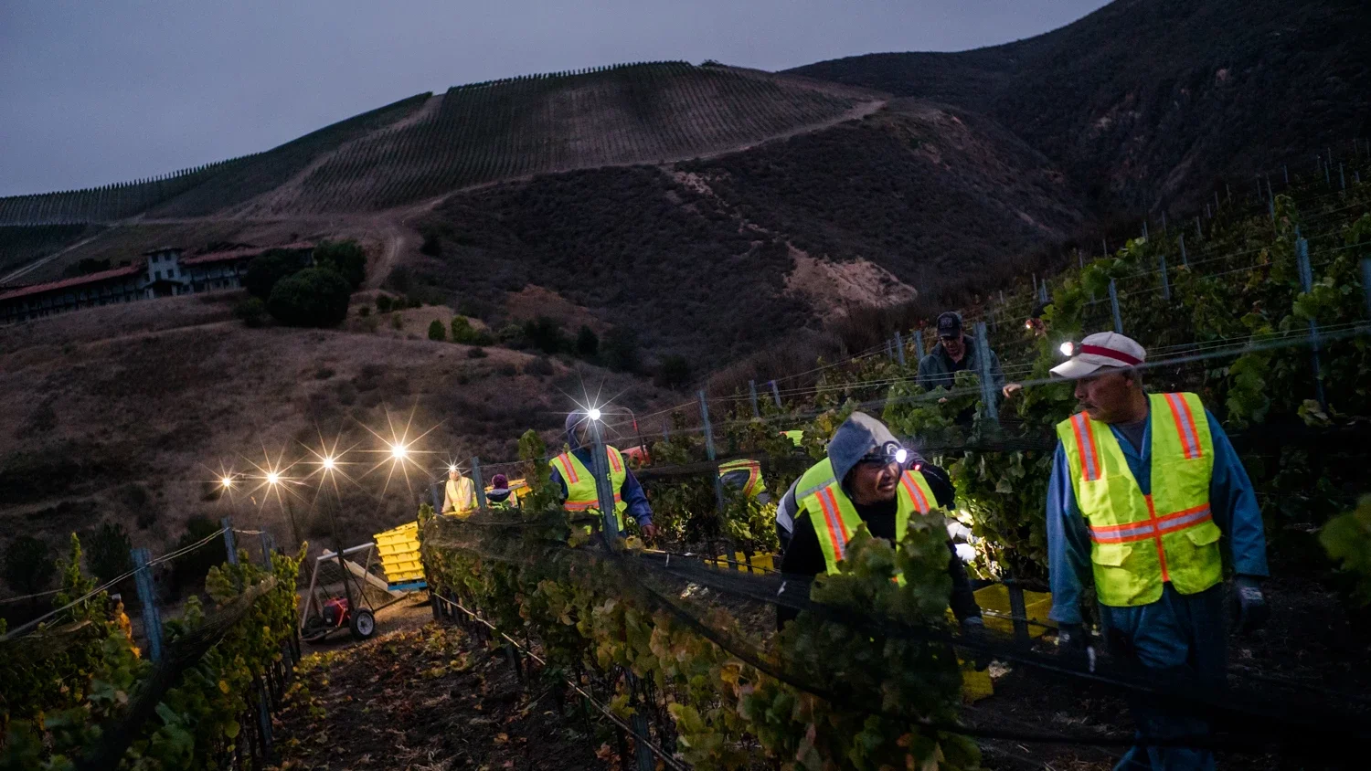 A row of grape pickers walking back through the rows of grape vines set in front of the hills in the early morning