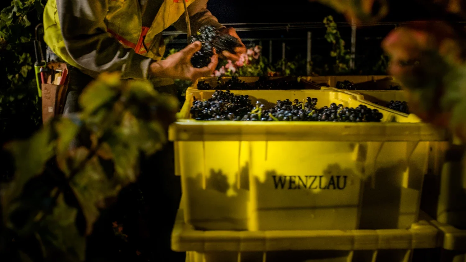 A pair of fruit pickers hands holding grapes placing them into a full yellow bin printed with the name Wenzlau on the front.