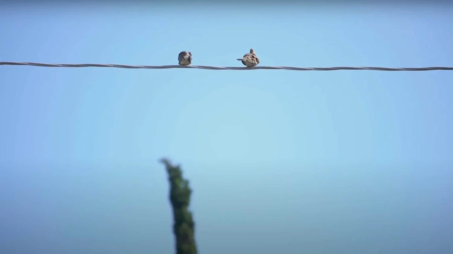 Two small birds perched on a wire above a blurred tree trunk against a clear blue sky.