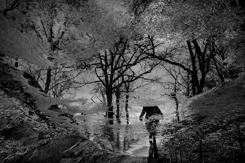 Reflection of trees and cloudy sky on water in a natural outdoor setting
