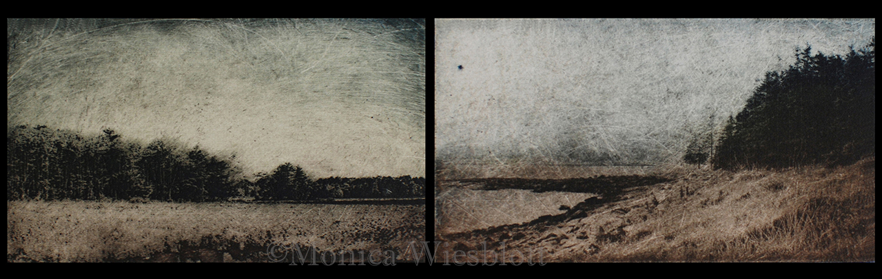 Tiny Meadow, Foggy Cove