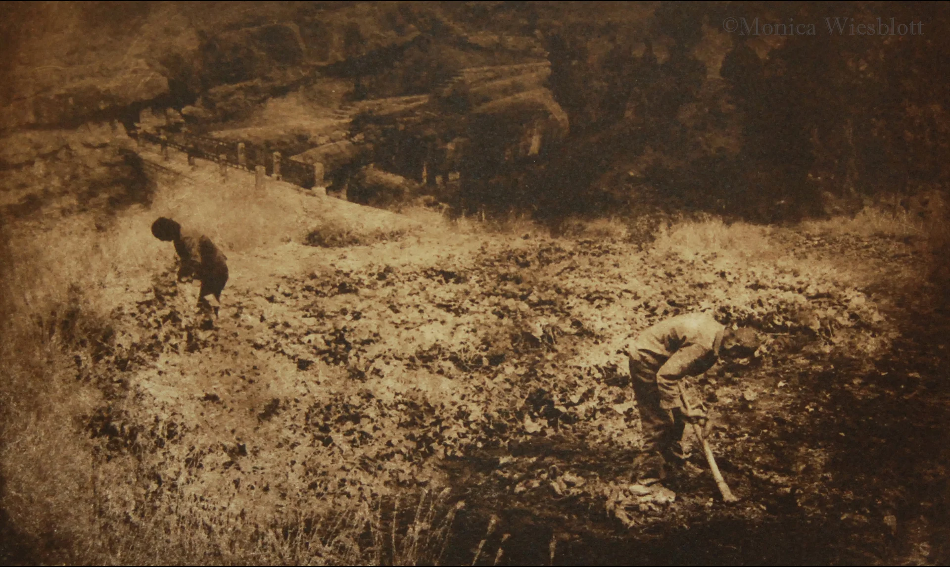 The Gleaners