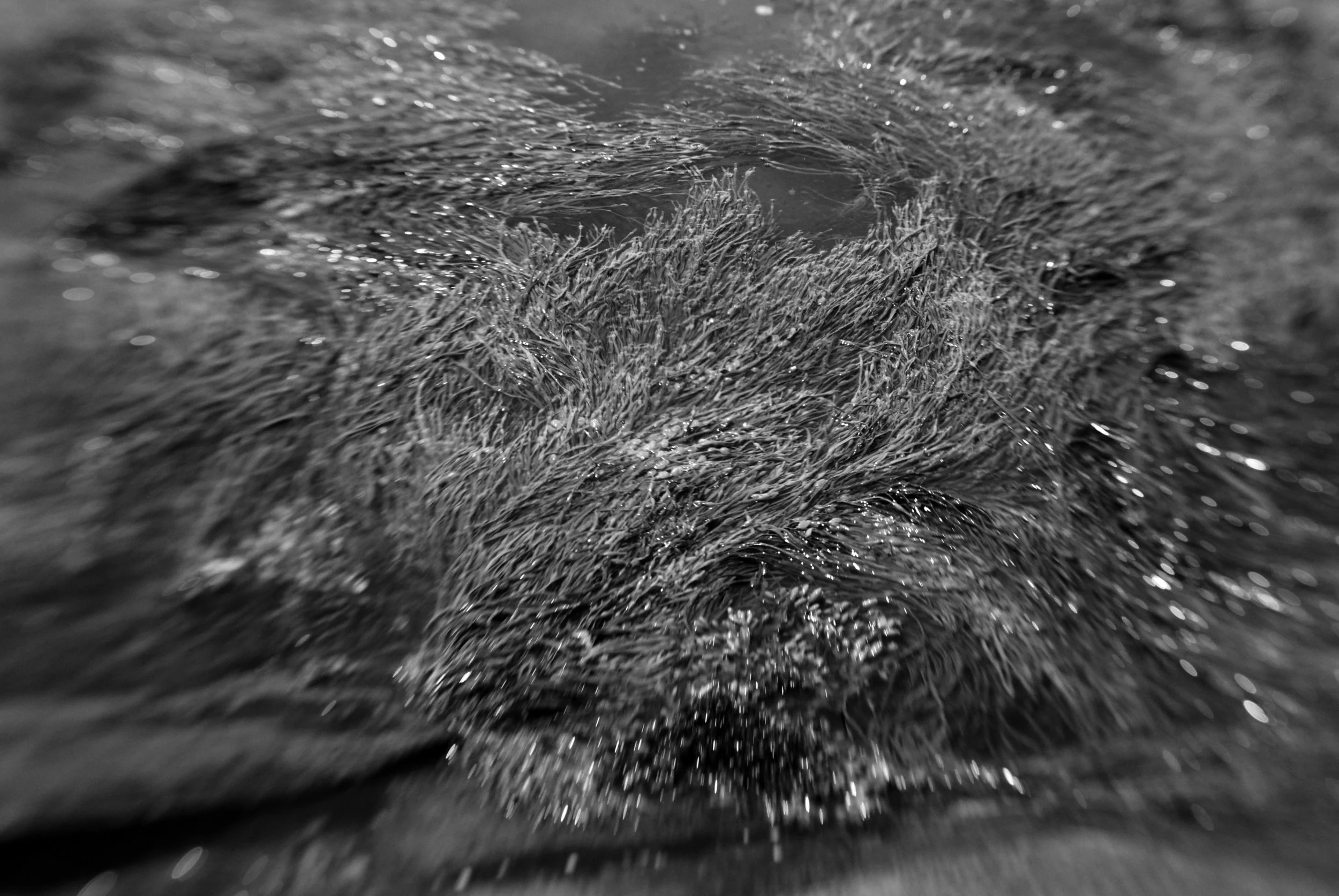 Kelp