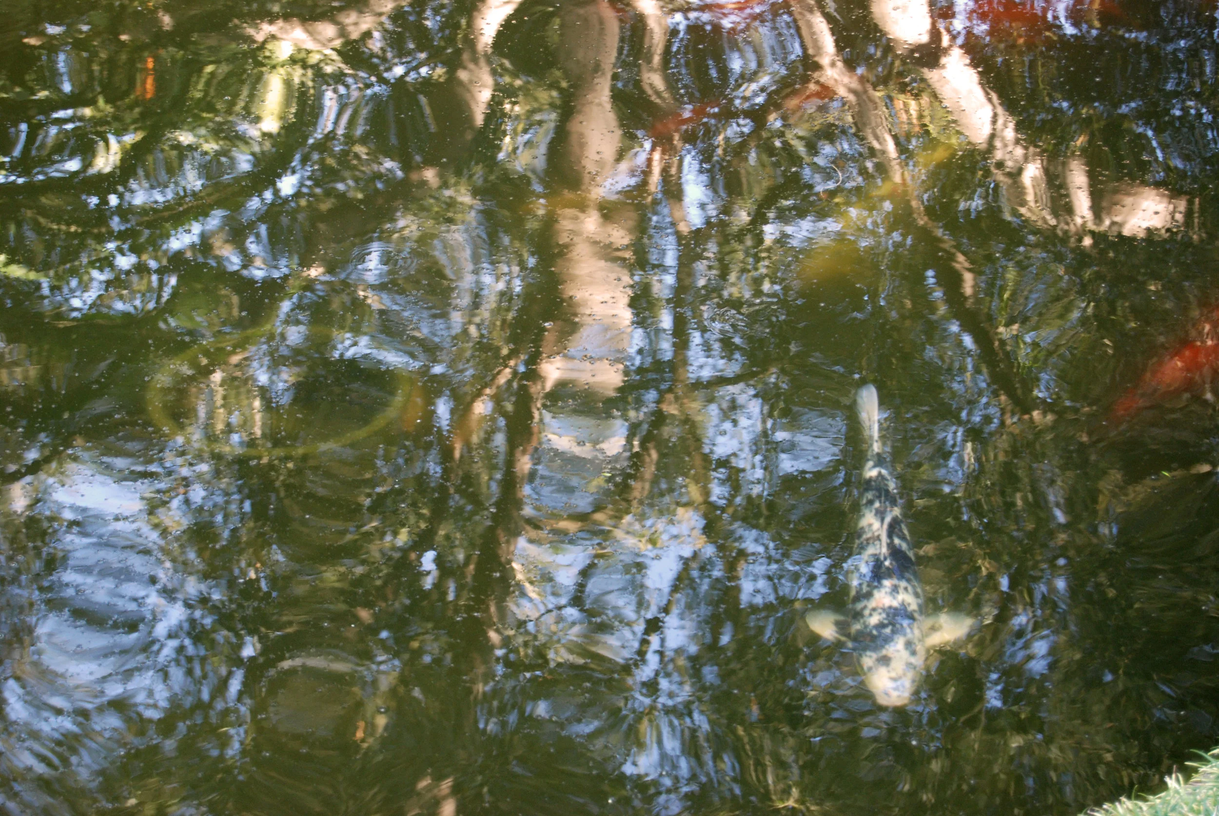 Reflecting koi