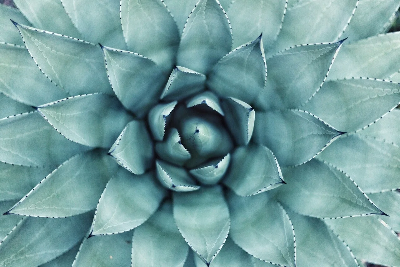 Aloe plant.jpeg