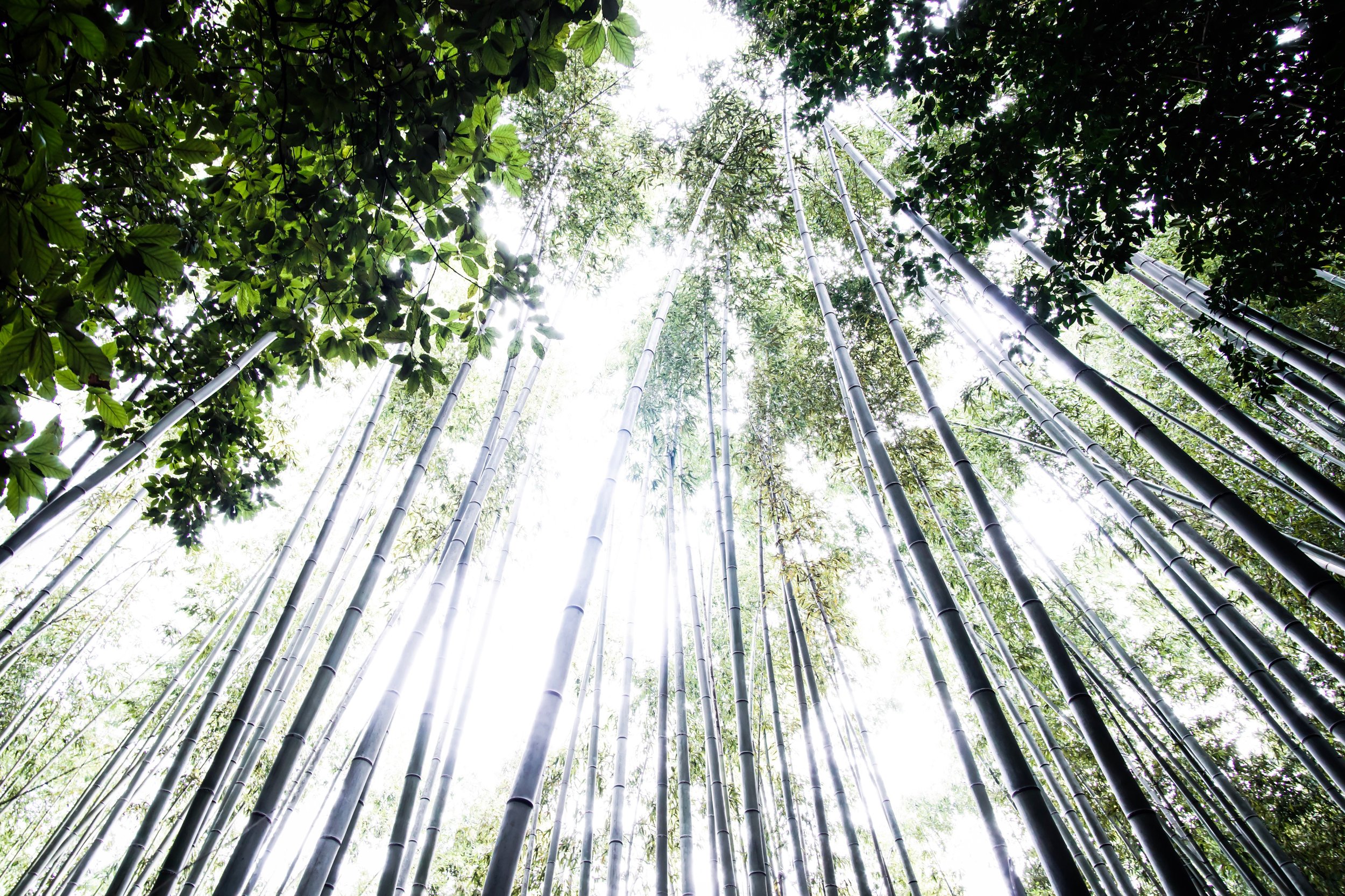 Bamboo Skye