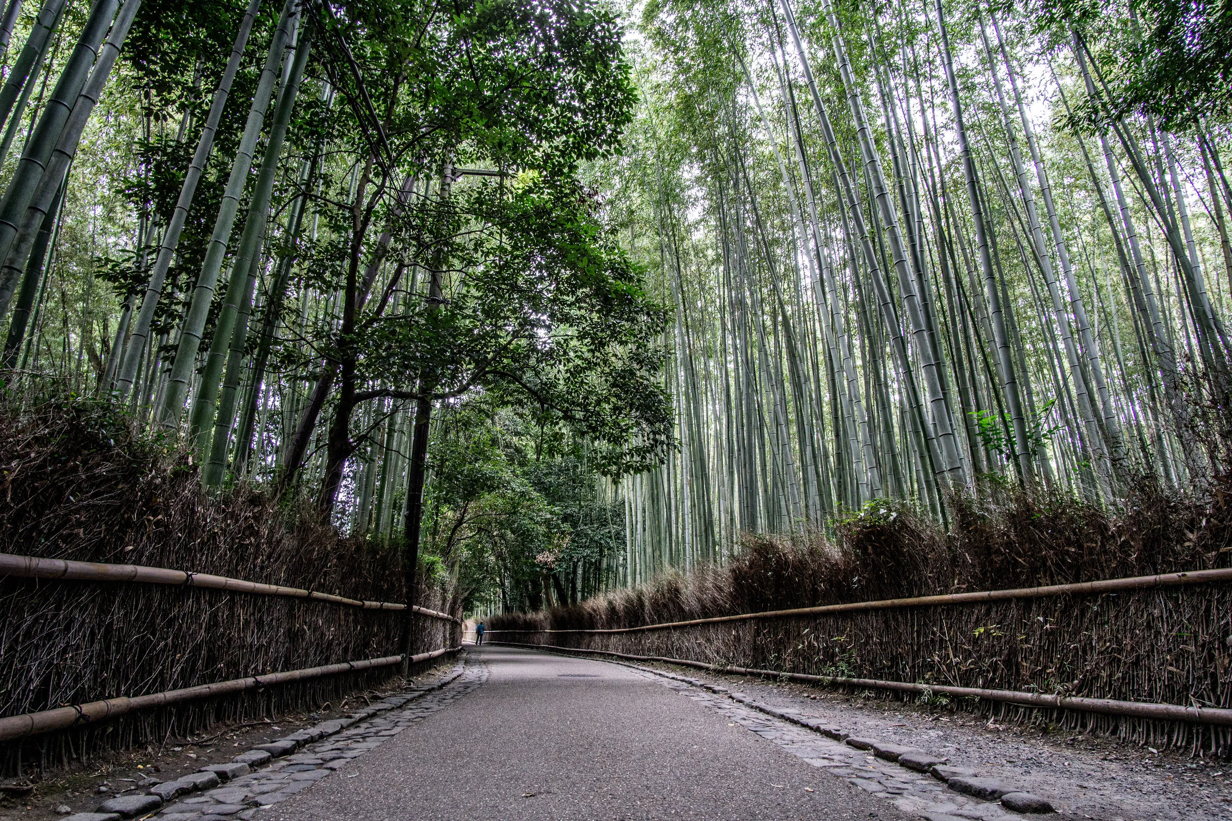 Bamboo Path