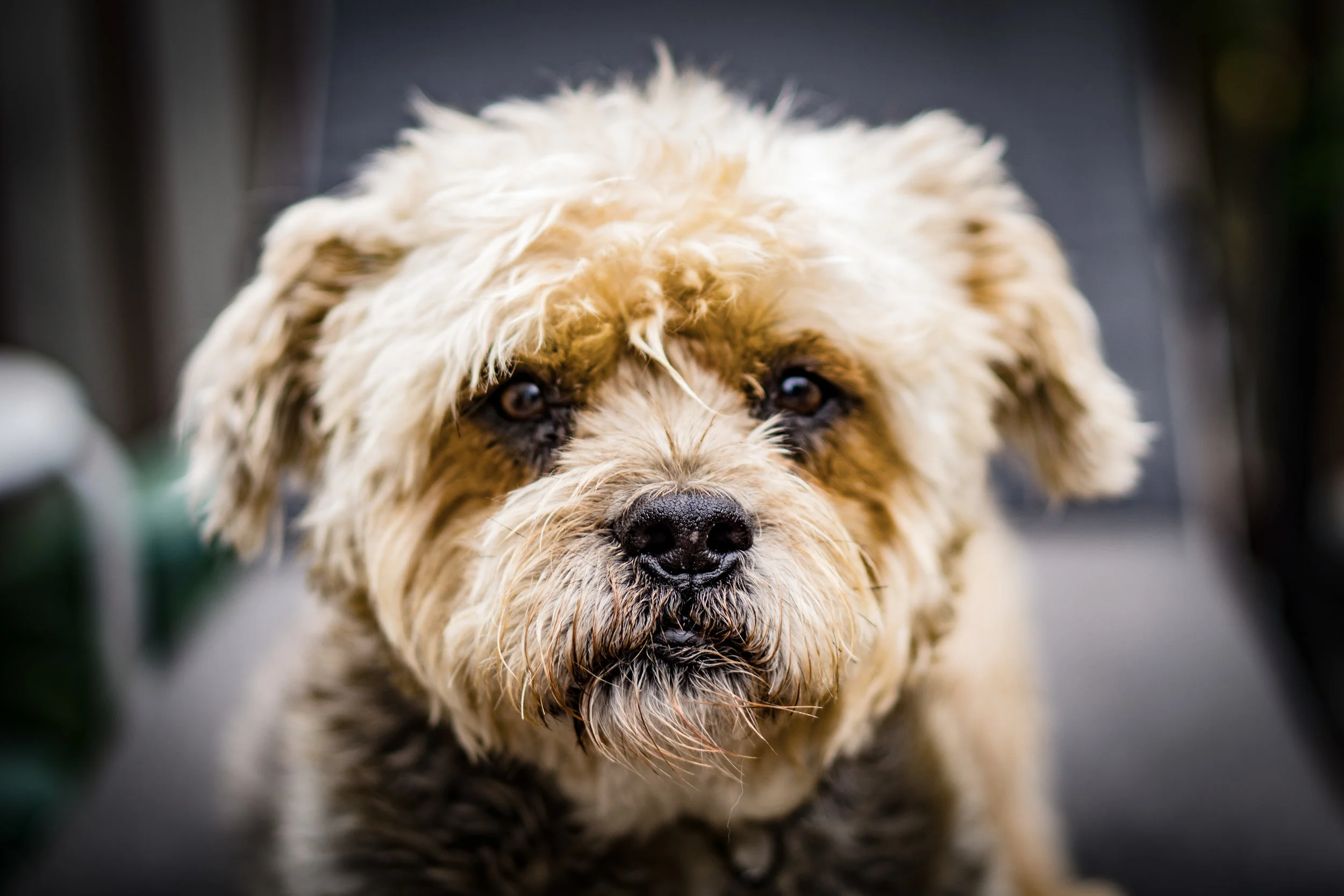 pups-3.jpg