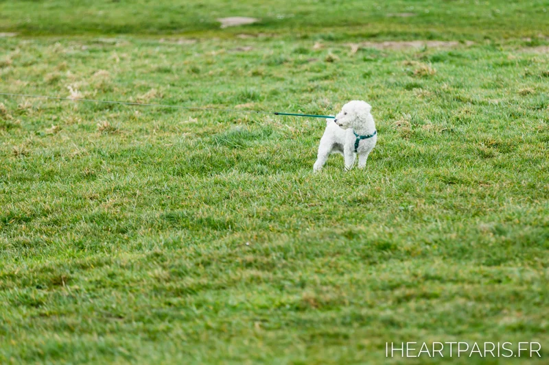 Paris Photographer Poodle Boo in Etretrat iheartparisfr