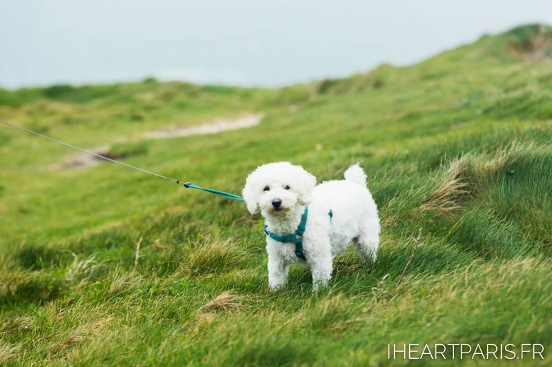 Paris Photographer Poodle Boo etretat iheartparisfr