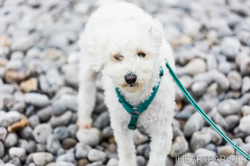 Photographer in Paris postcards poodle beach iheartparisfr