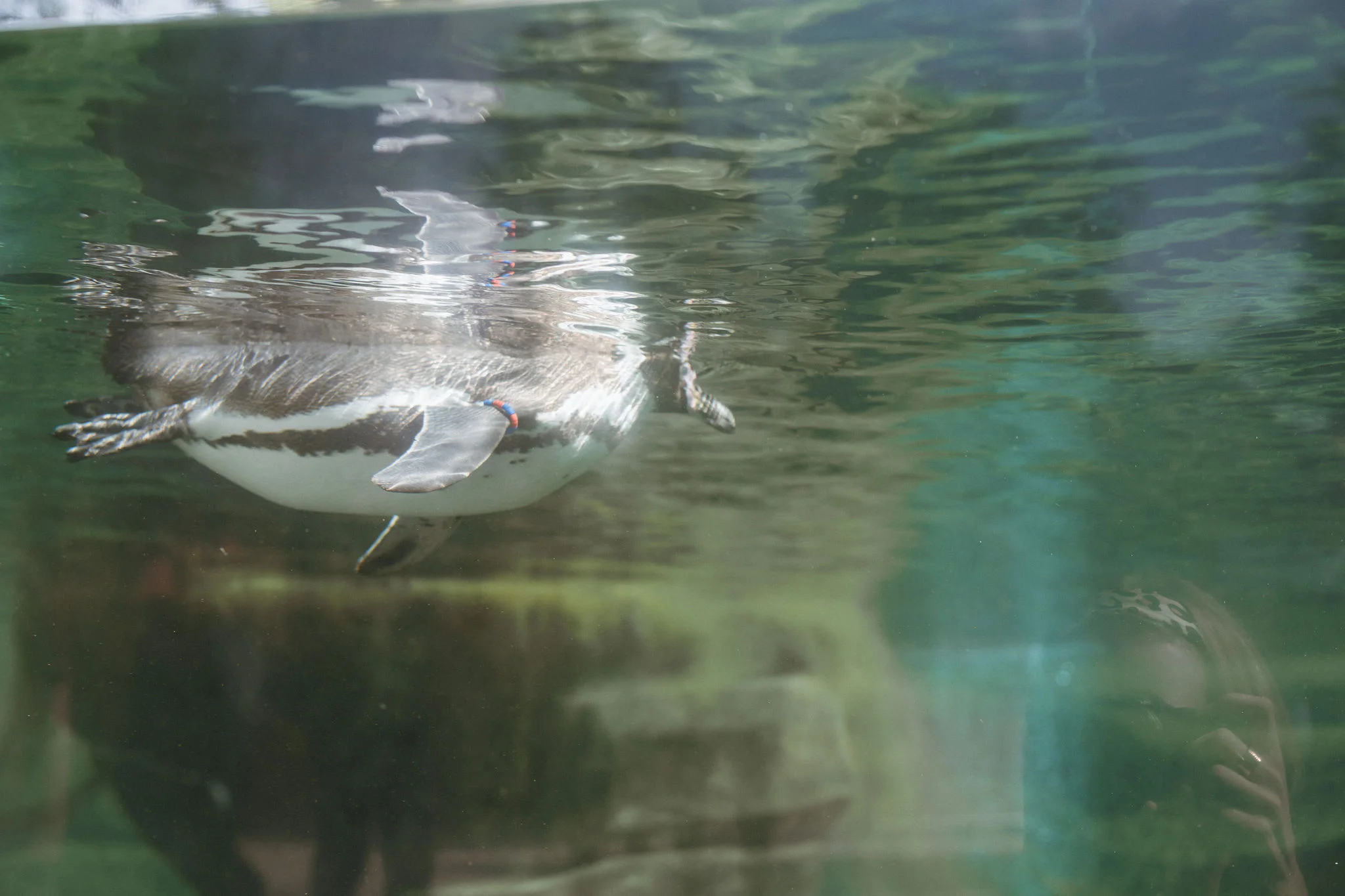 patagonia city zoo paris photographer iheartparis.jpg