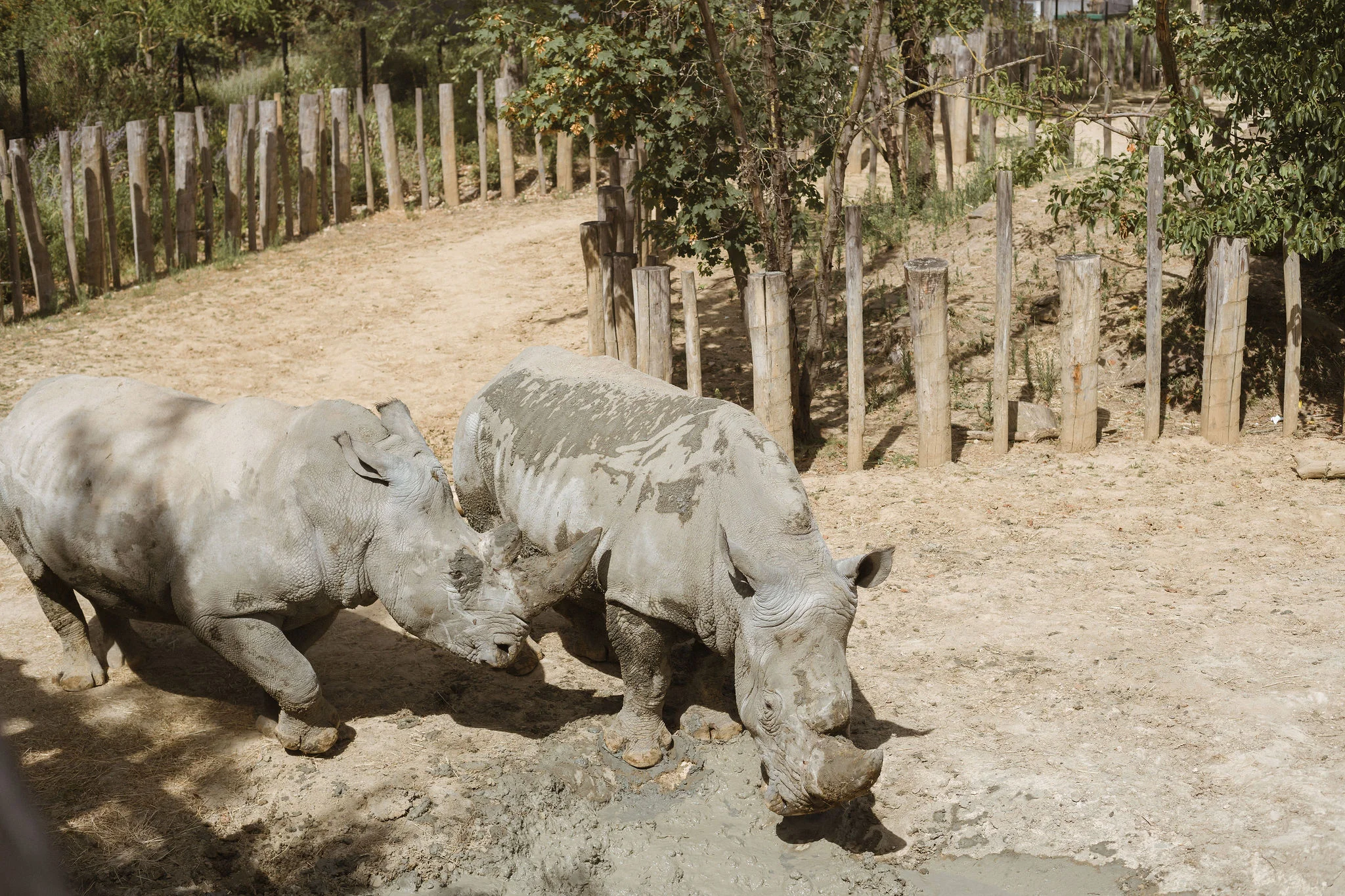 rhinos paris zoo photographer iheartparis.jpg