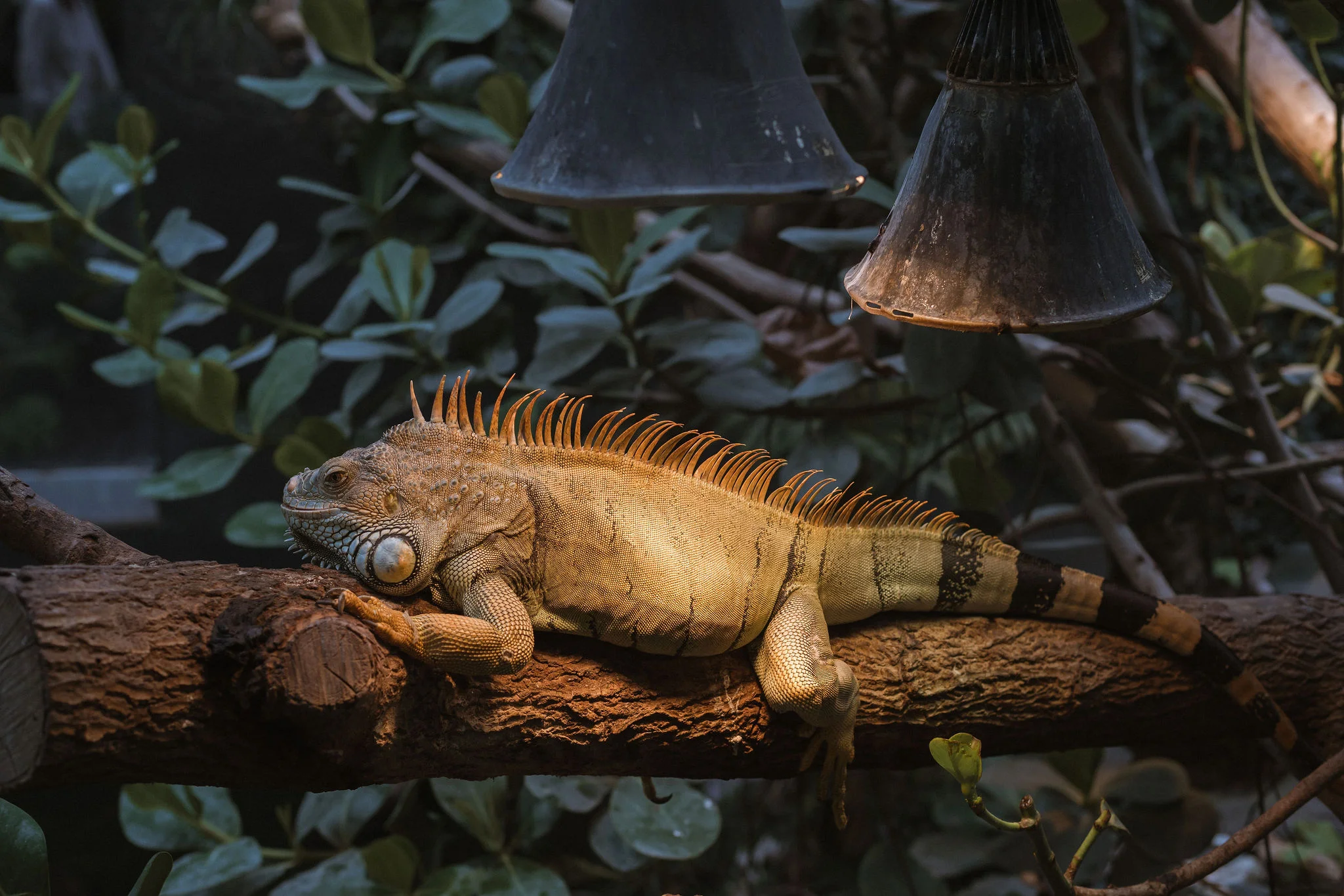 paris zoo iguana amazon iheartparisfr.jpg