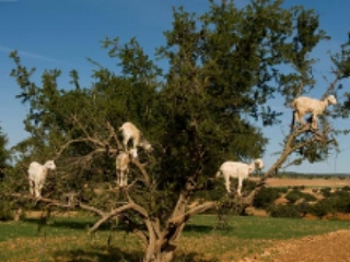 Goats standing in an Argan tree