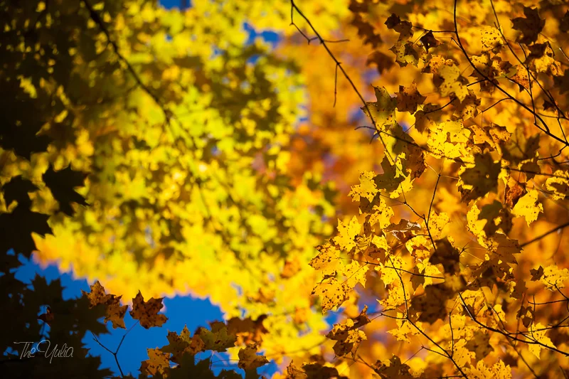 _MG_7838.jpg