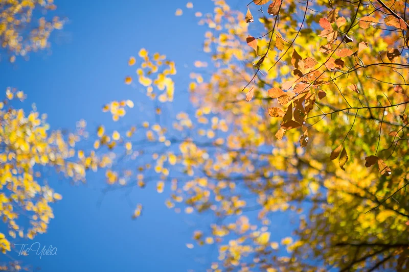 _MG_0265.jpg