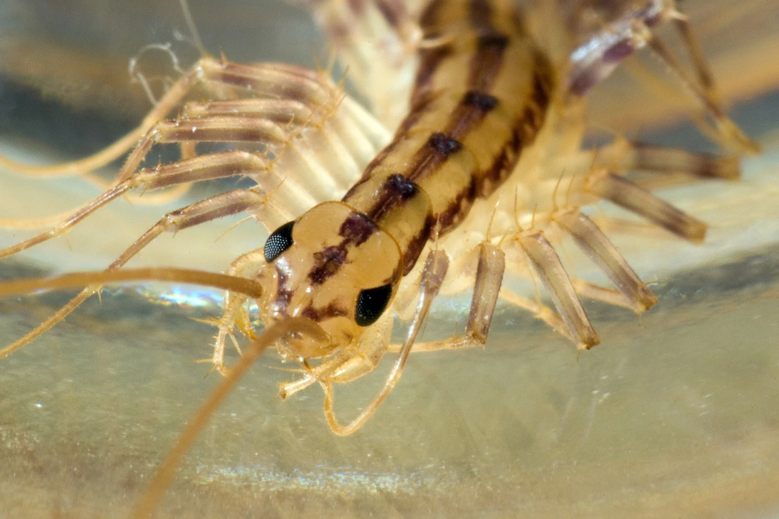 house_centipede.jpg