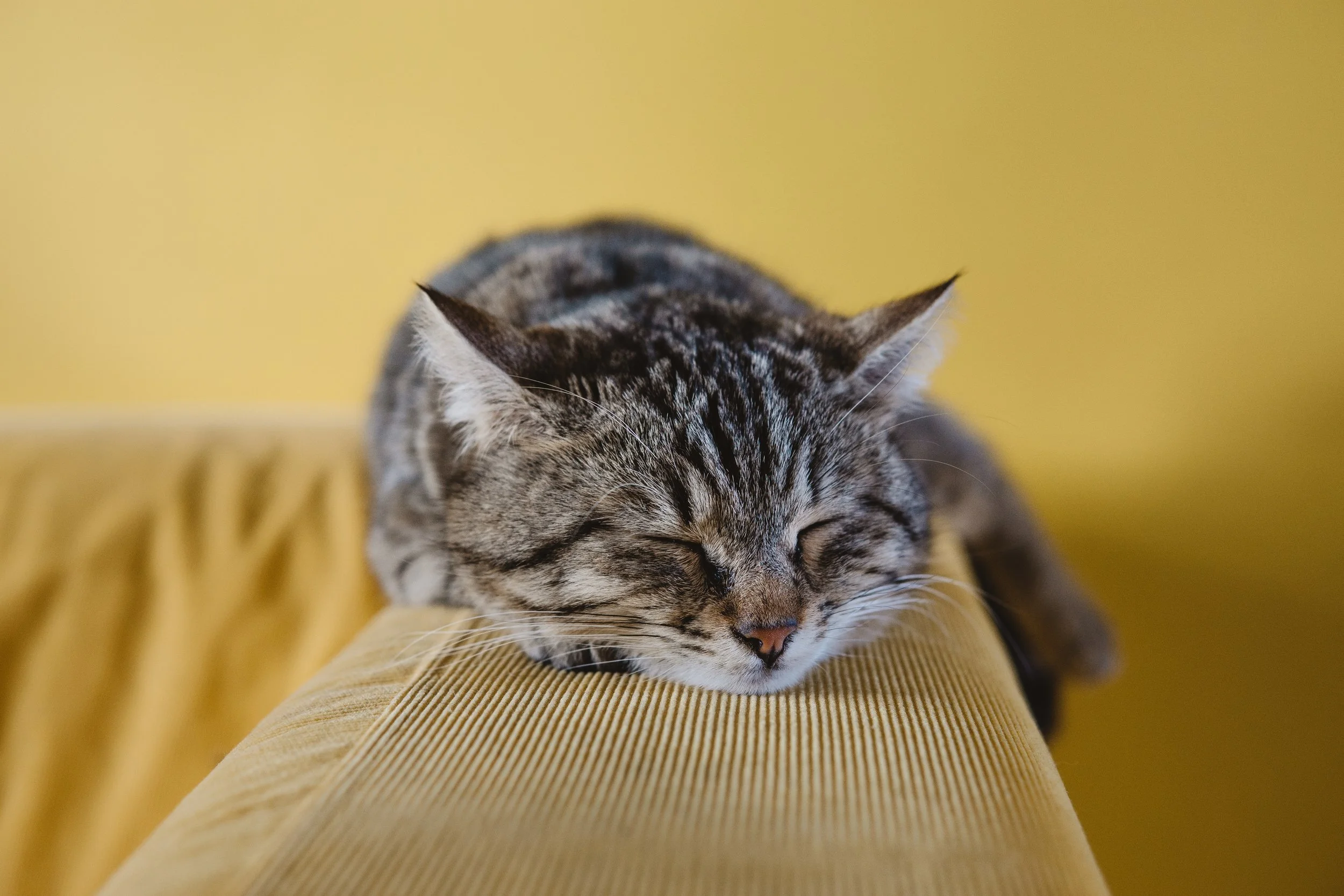 sabri-tuzcu-213760-unsplash.jpg