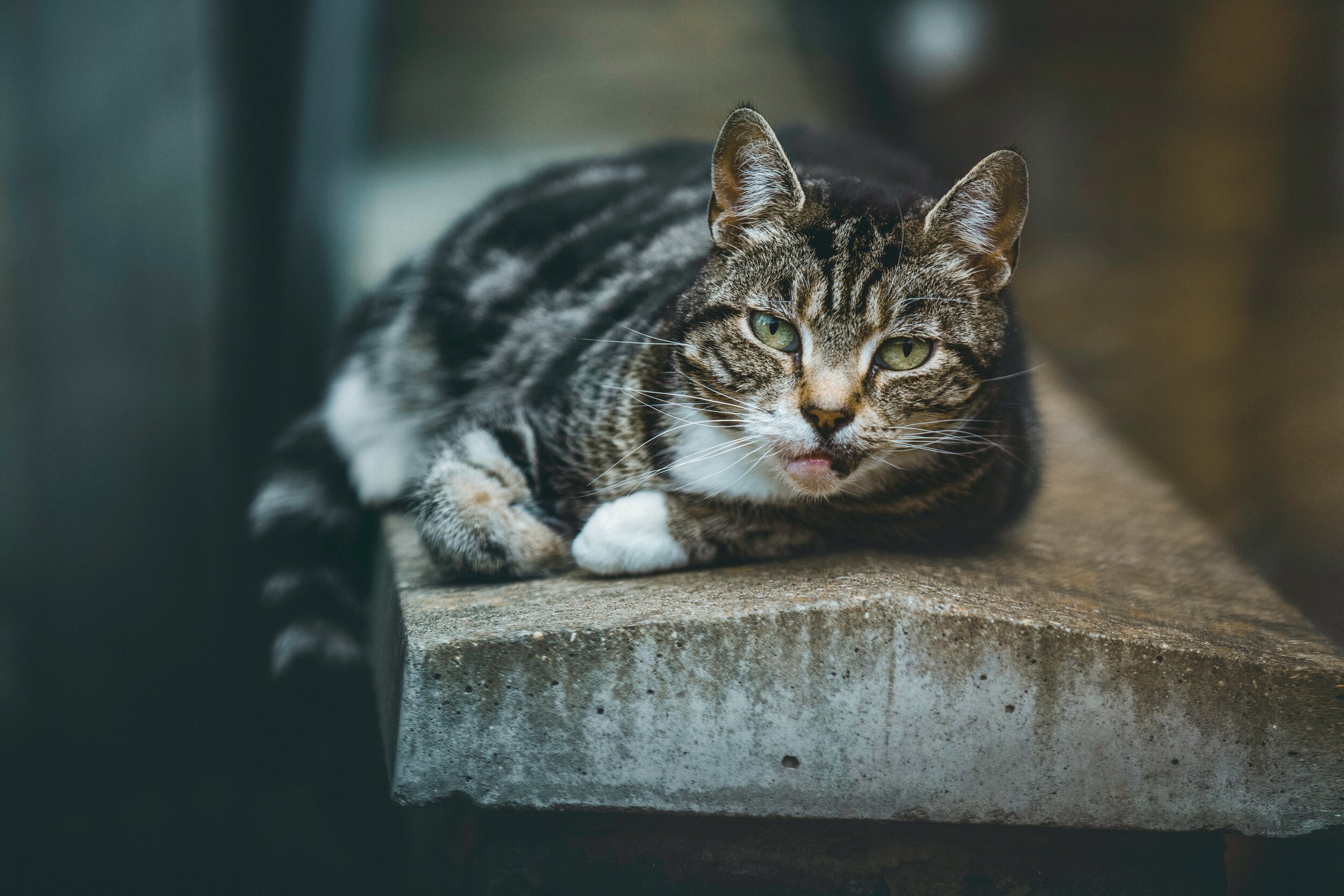 Fat Cat “Lasagna” Dreams Of Losing Weight, Winning Family