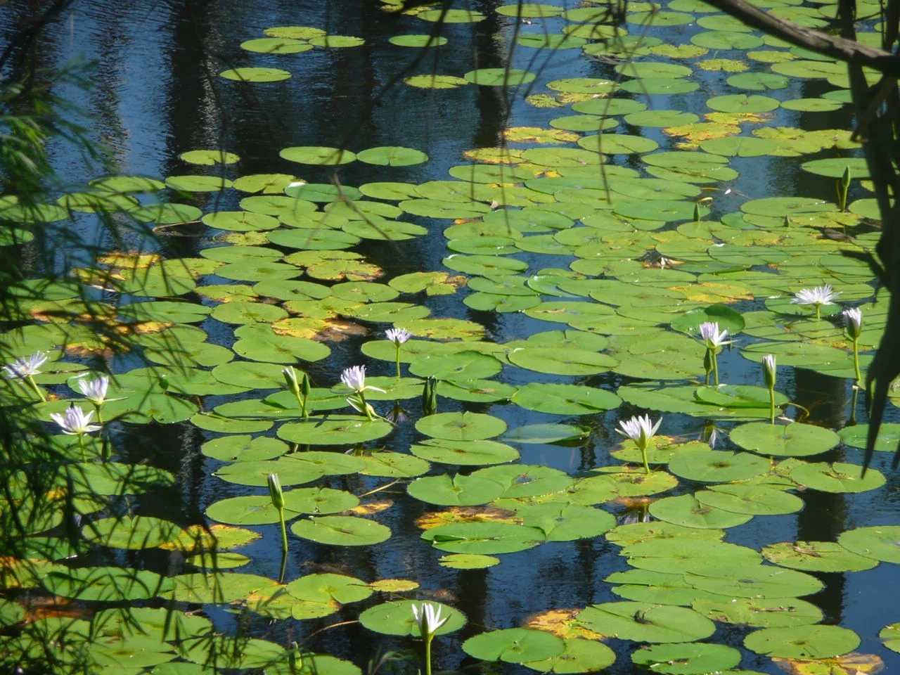 lilly pond 1.JPG