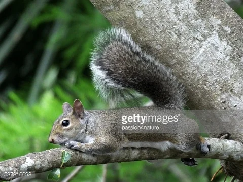 “I’m Going Out on a Limb” - #Blog365 Day 81