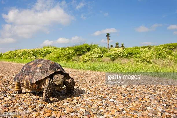 “Slowing Things Down” - #Blog365 Day 339