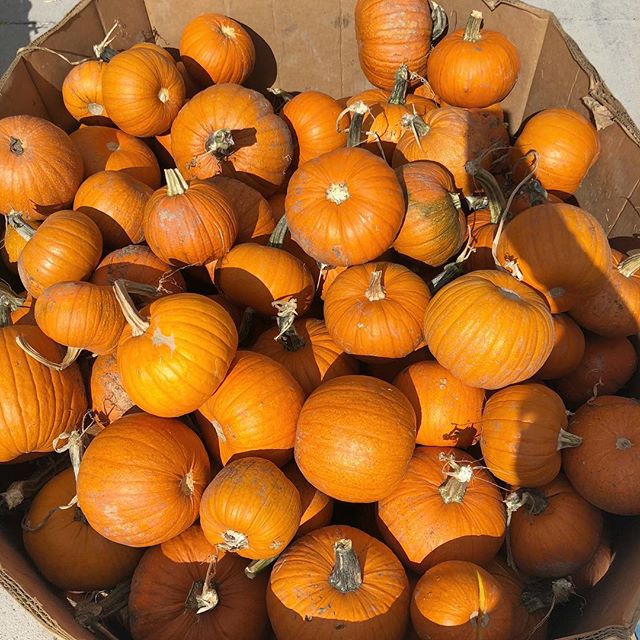 We have lots of pumpkins ready for tomorrow&rsquo;s Festival! The family-friendly festival runs from 10am-2pm. Please plan to park in the lower lot at Jessup Farm or throughout the adjacent neighborhood. Bike parking is available at @pelotoncycles. .