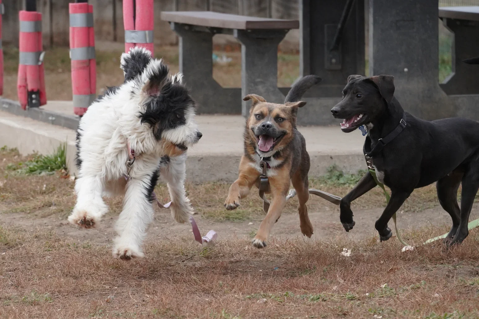 Kindness Matters at Jessup Farm - Support Animal Friends Alliance This Spring