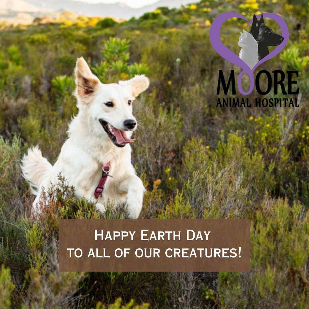 They&rsquo;re more than pets: they&rsquo;re family. 🐾🌎

This Earth Day, we are reminded that caring for our animals is part of caring for the world. 

At @moore_animal_hospital, every visit goes beyond routine care. Our team takes the time to liste
