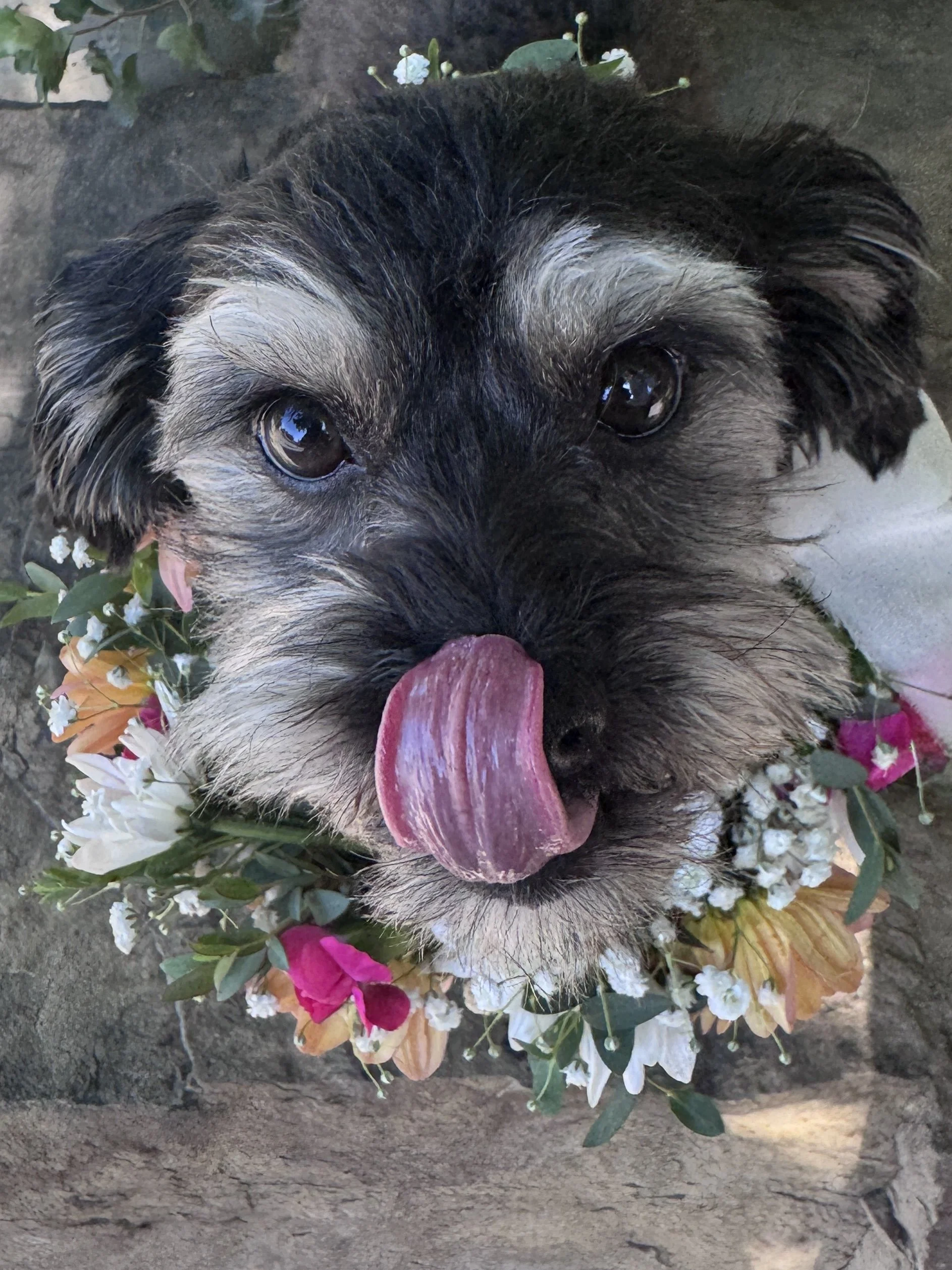 More Than a Pet Event: How Paws &amp; Pints Brought the Jessup Farm Community Together