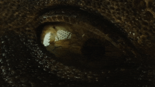 <strong>Universal</strong>Jurassic World: Fallen Kingdom