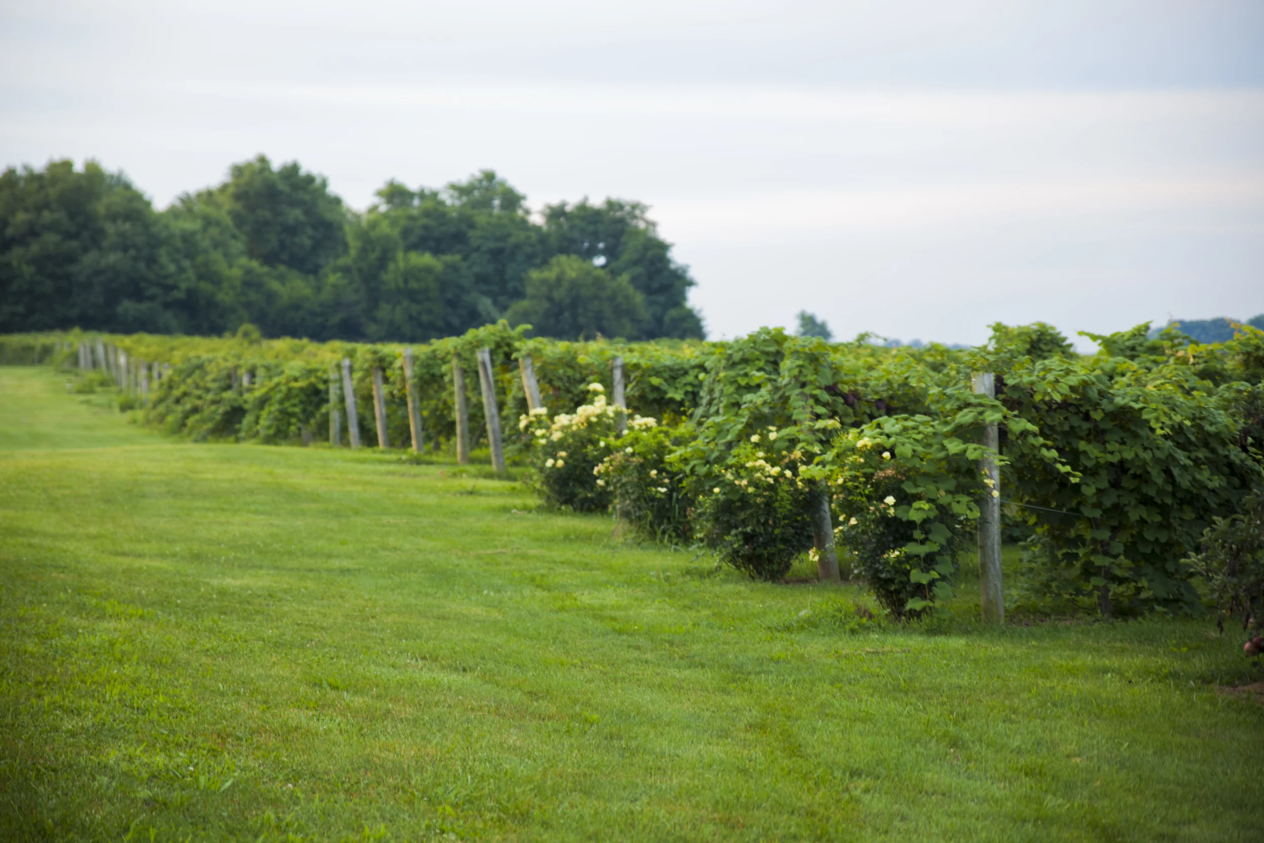 The Vineyard — Buck Creek Winery