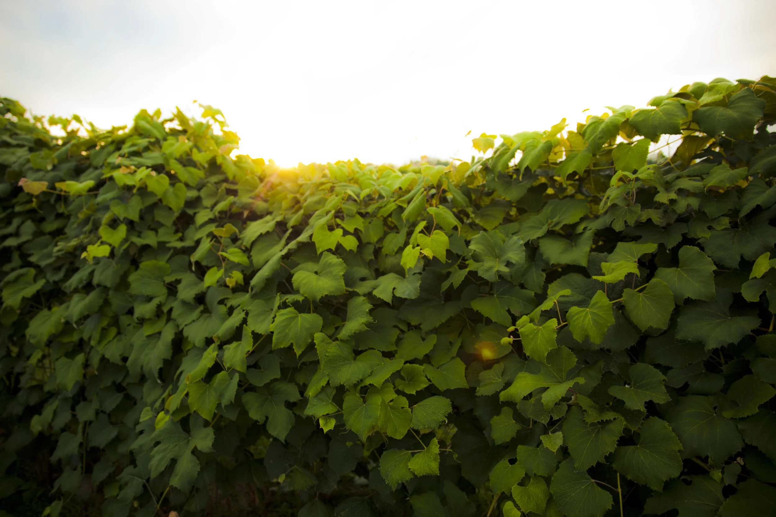 Vineyard 2.JPG