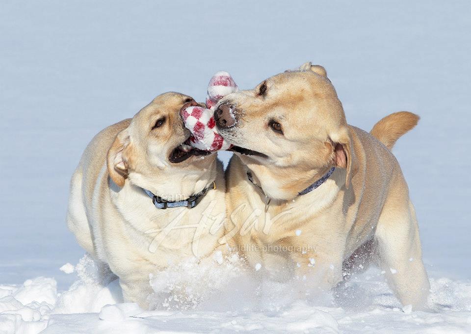 Tessa and Baron