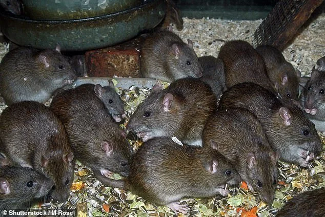 Rats 1.jpg