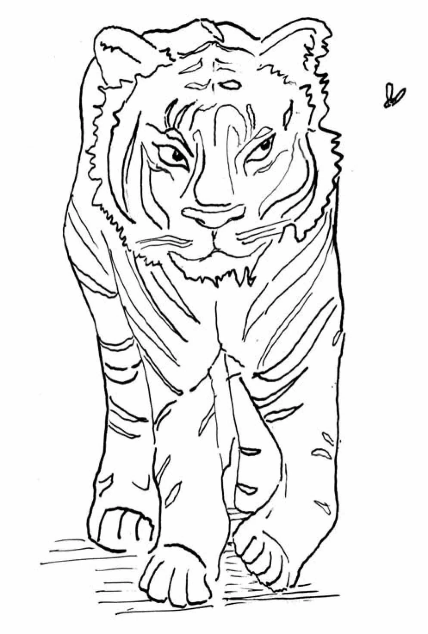 tiger9 + .jpg