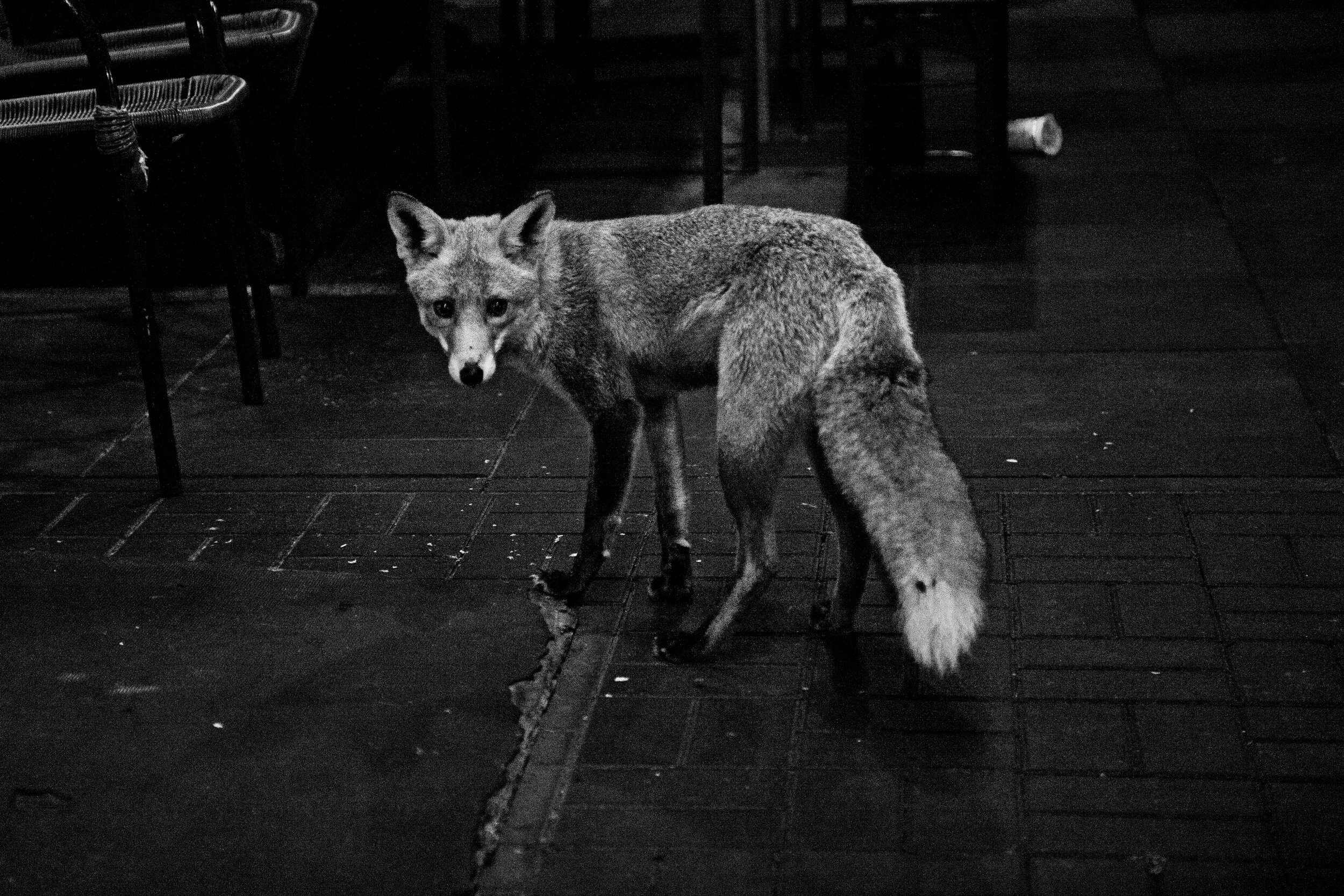 Füchsin SW by ClaudeHilde IMG_7791.jpg