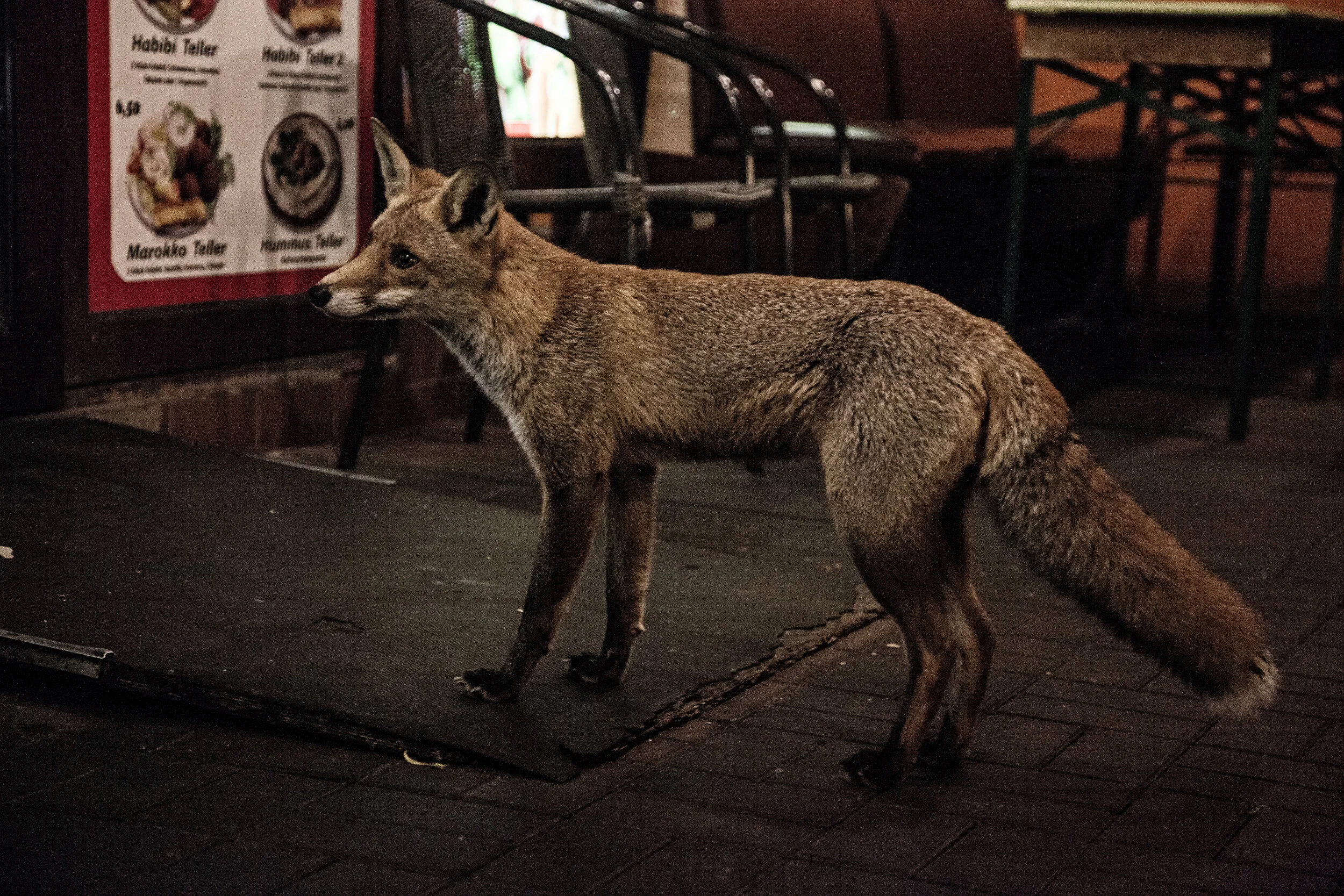 Fox Renard Füchsin Fuchs by ClaudeHilde s IMG_7806.jpg