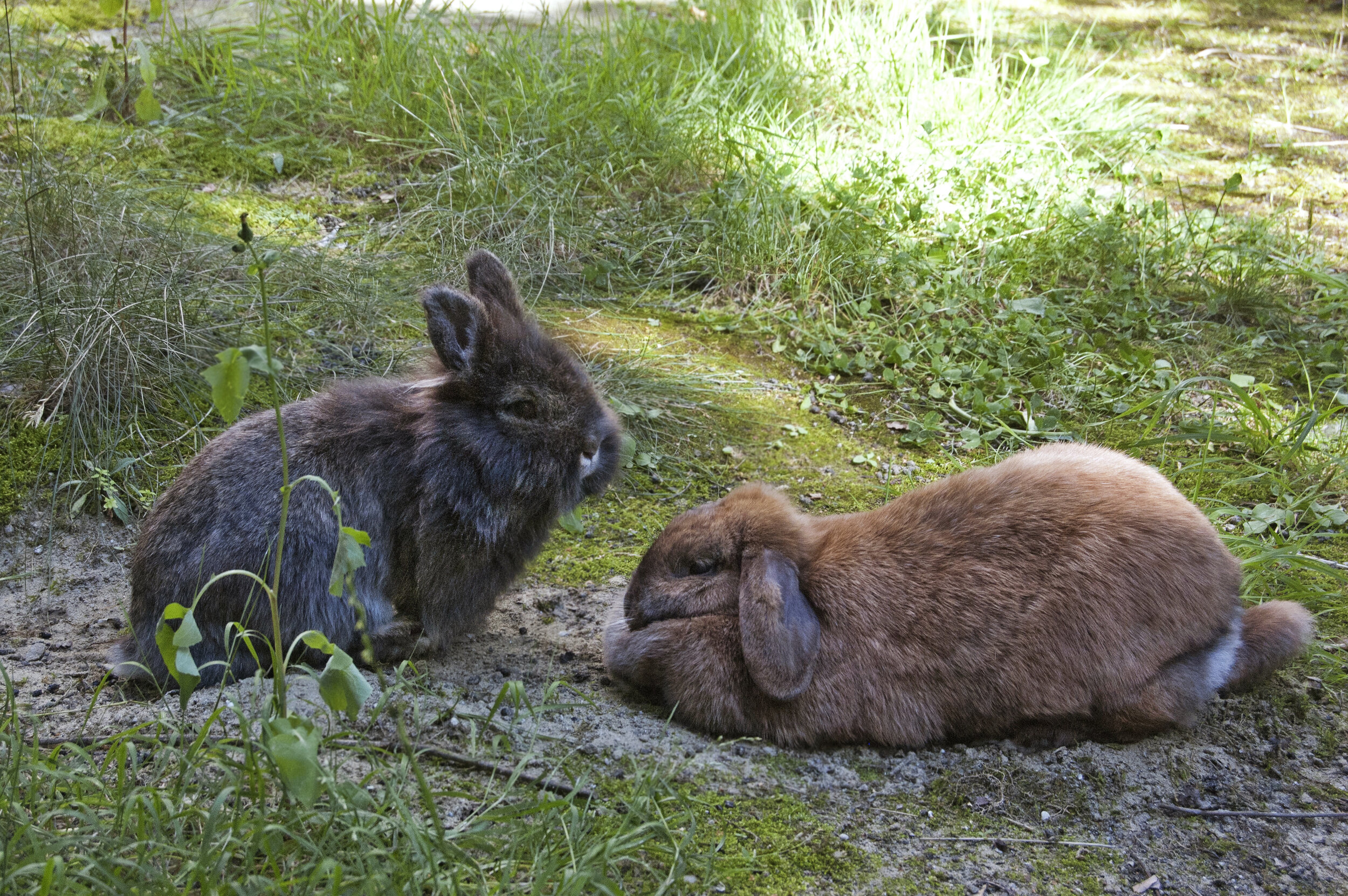 2hasen.jpg