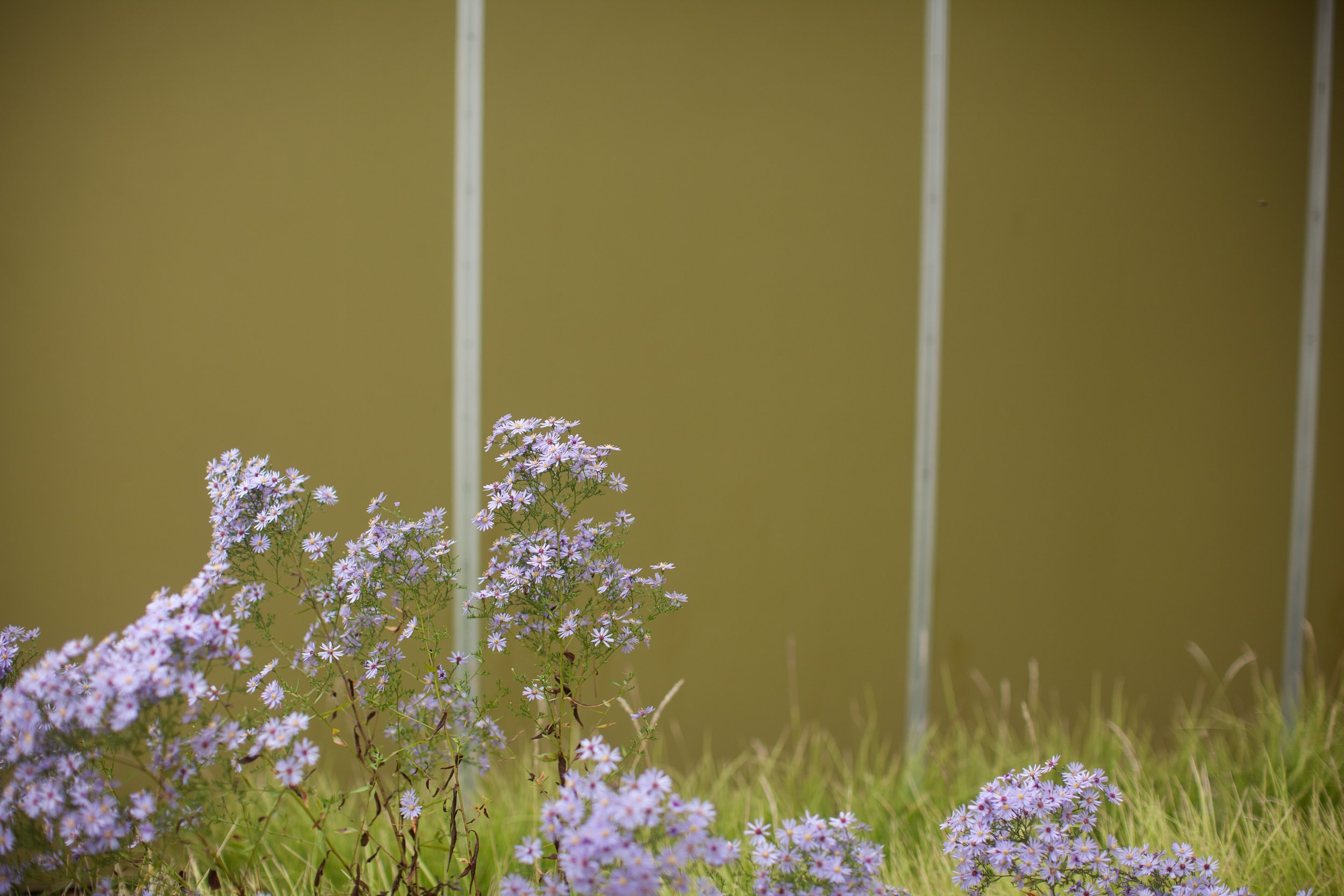 _MG_6518.jpg